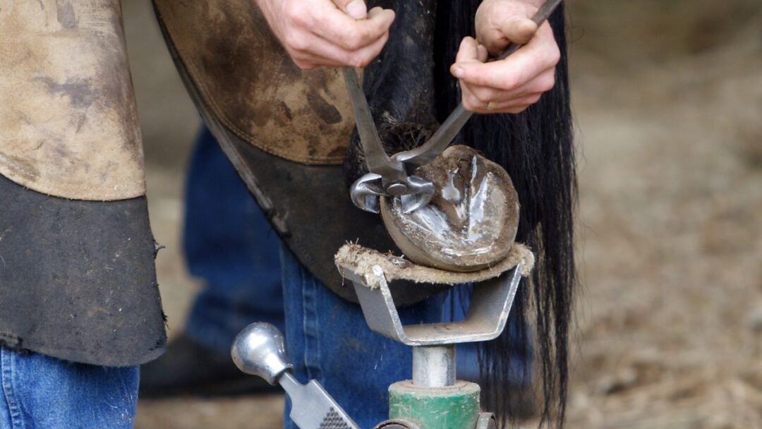 Strong Hoof Horse Hoof Growth: Key Tips For Strong, Healthy Hooves