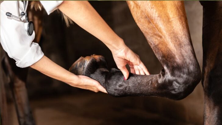 Top Horse Supplements for Health, Performance & Well-Being