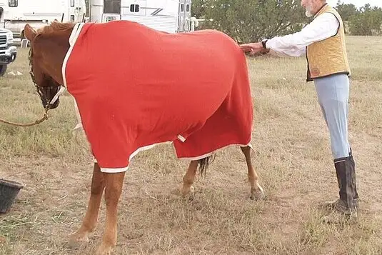 Equine massage therapy for muscle relaxation and circulation improvement.