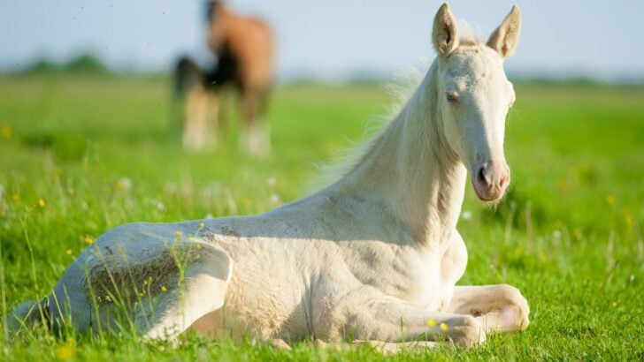 Perlino foal relaxing in a pasture.