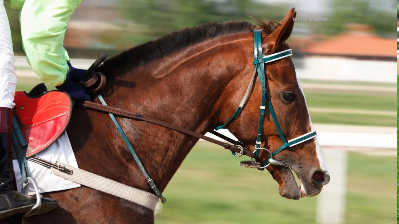 Thoroughbred racehorse head close-up, illustrating genetics and racing speed.
