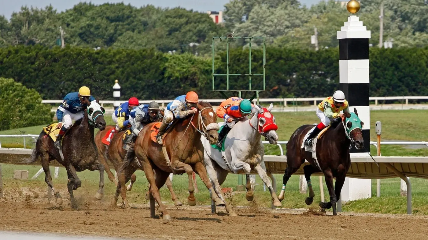 Bay, chestnut, and gray horses demonstrating diverse genetic coat colors.