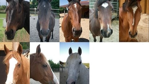 Horse Markings and Patterns: A Comprehensive Guide