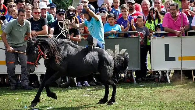 Asturc&oacute;n horse showcasing its agility at a traditional Spanish festival.