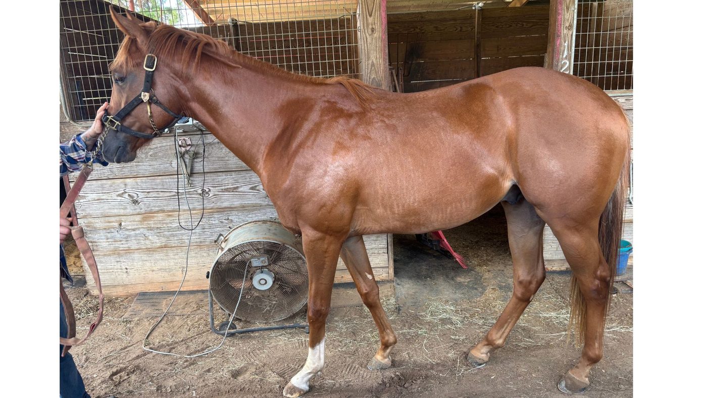 Young Goldencents colt in training while his owner considers when to geld a racehorse