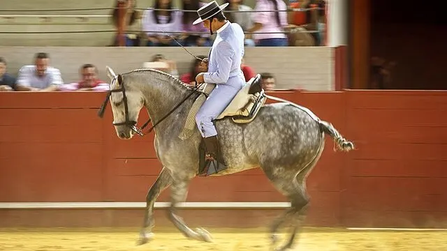 Hispano-Arabe, a blend of Arabian and Andalusian lineage, is known for its versatility.