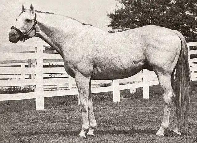 Vintage photograph of Native Dancer, one of history's most famous gray horses to race.
