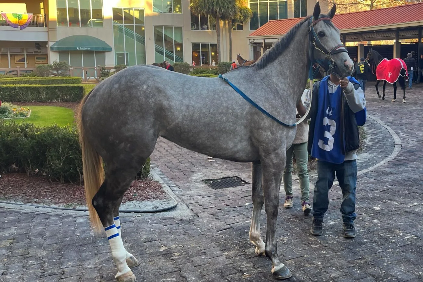 How to evaluate horses in claiming races &mdash; racehorse observed in the paddock at a Louisiana track assessing stride and soundness before the claim decision
