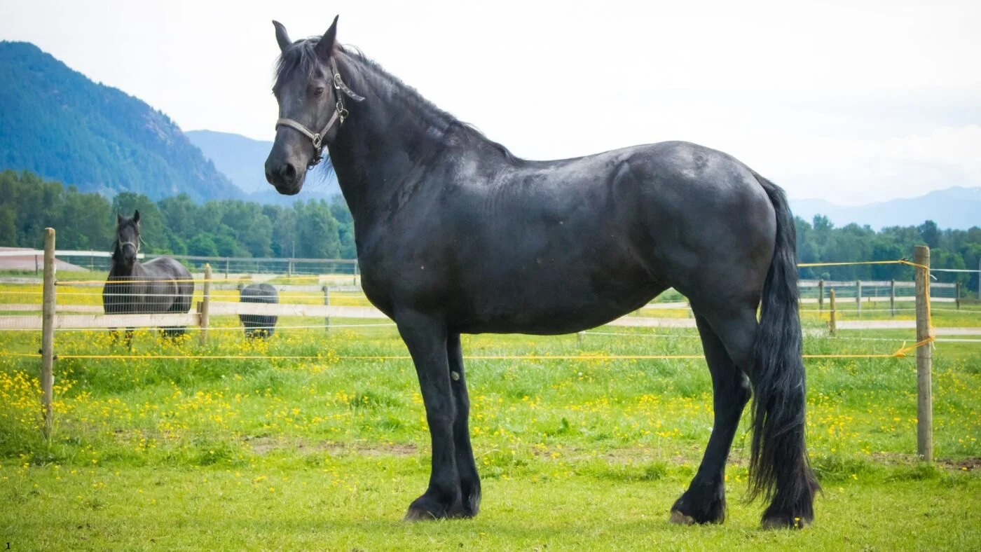 Horse Skin Conditions: Prevention, Treatment, and Care Healthy horse with a shiny coat in a grassy field.