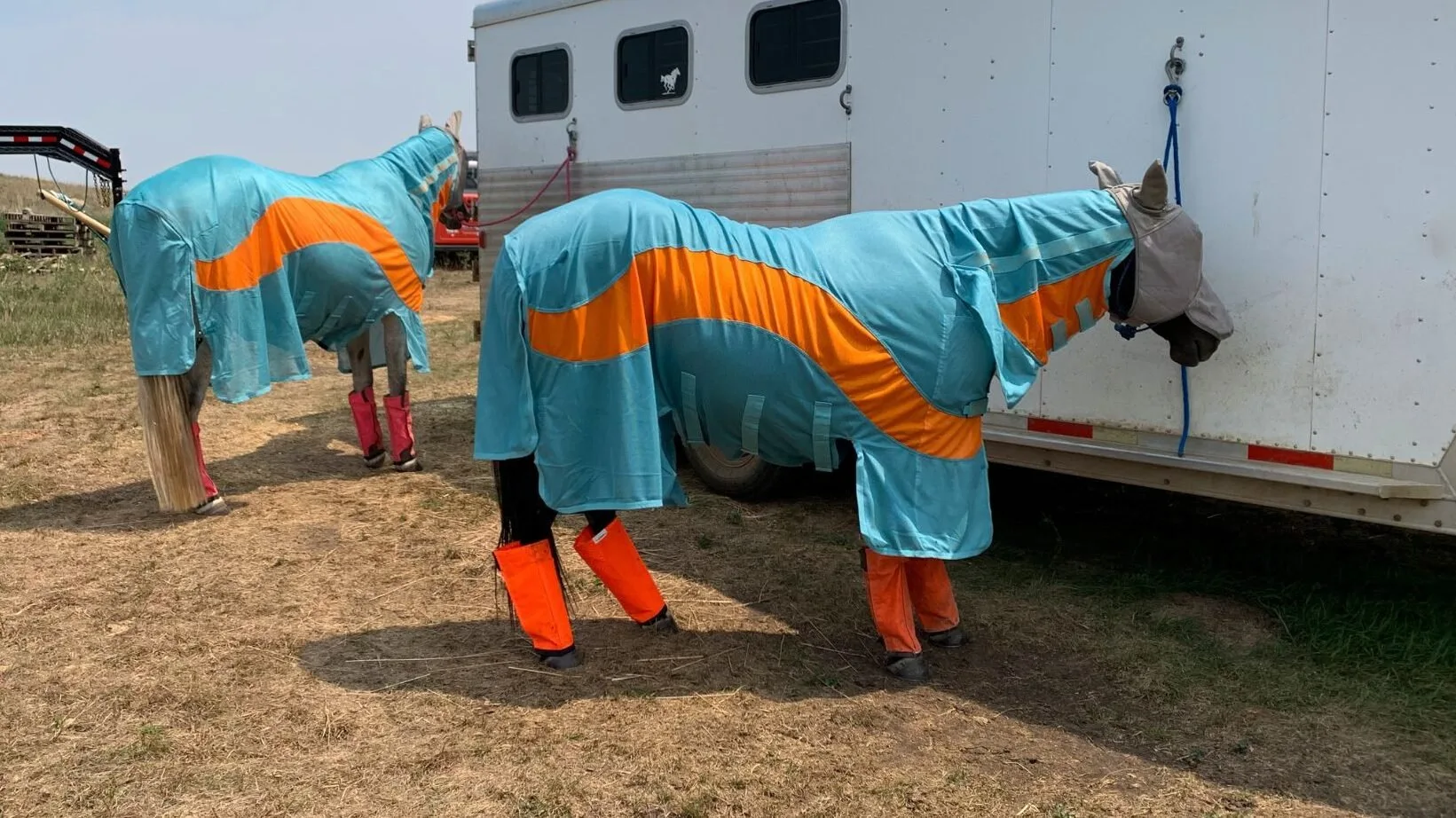Grooming Friesian Horses: Essential Tips for Care and Health Friesian horses wearing a UV-protective fly sheet on sunny day.