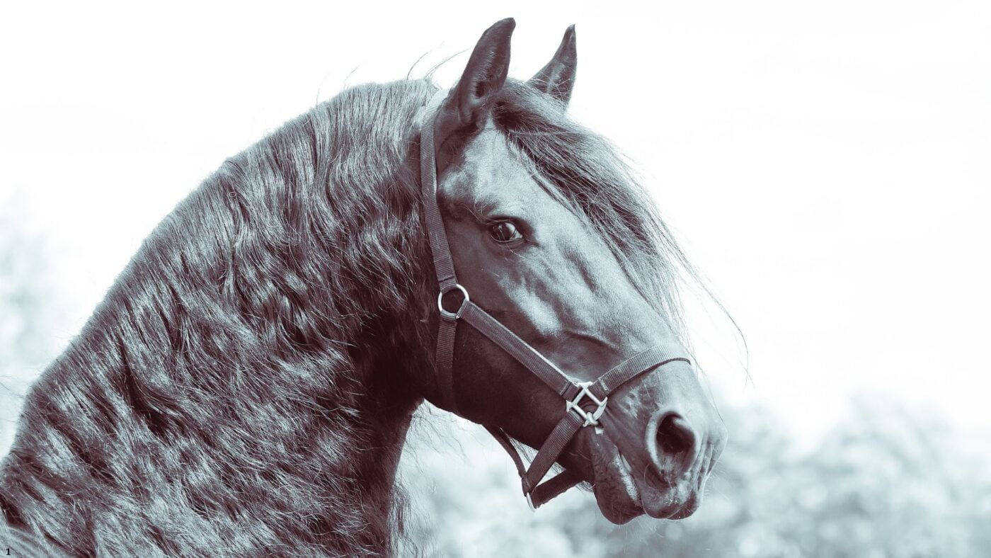 Friesian horse showing long black mane 