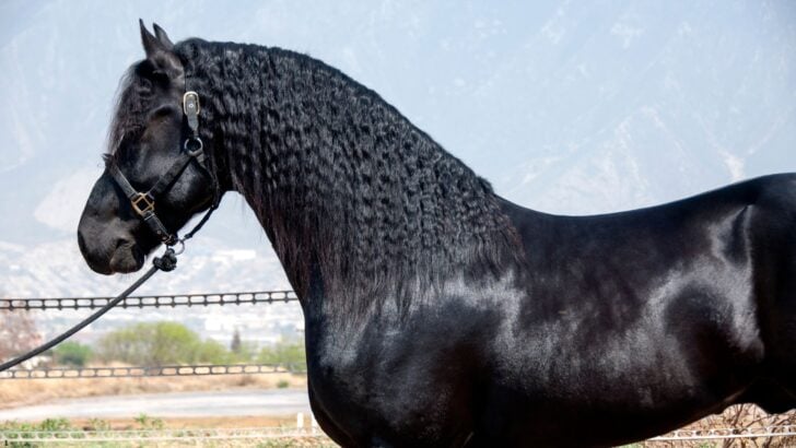 Friesian horse's mane has an icon look after removing braids.