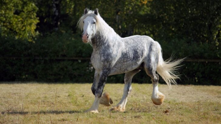 Gray horse trotting in a lush green field, showcasing its shimmering coat.