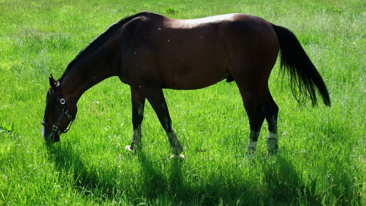 Gallery Detail: Horse Digestive Problems Signs Causes Prevention