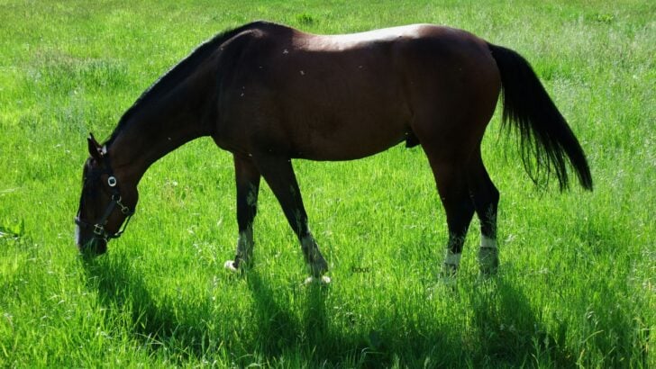 Shiny Horse Coat: Barn Secrets for That Showroom Glow