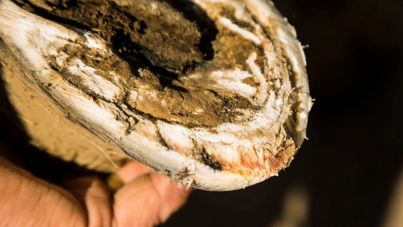 Horse hoof showing the effects of laminitis the early signs of founder.