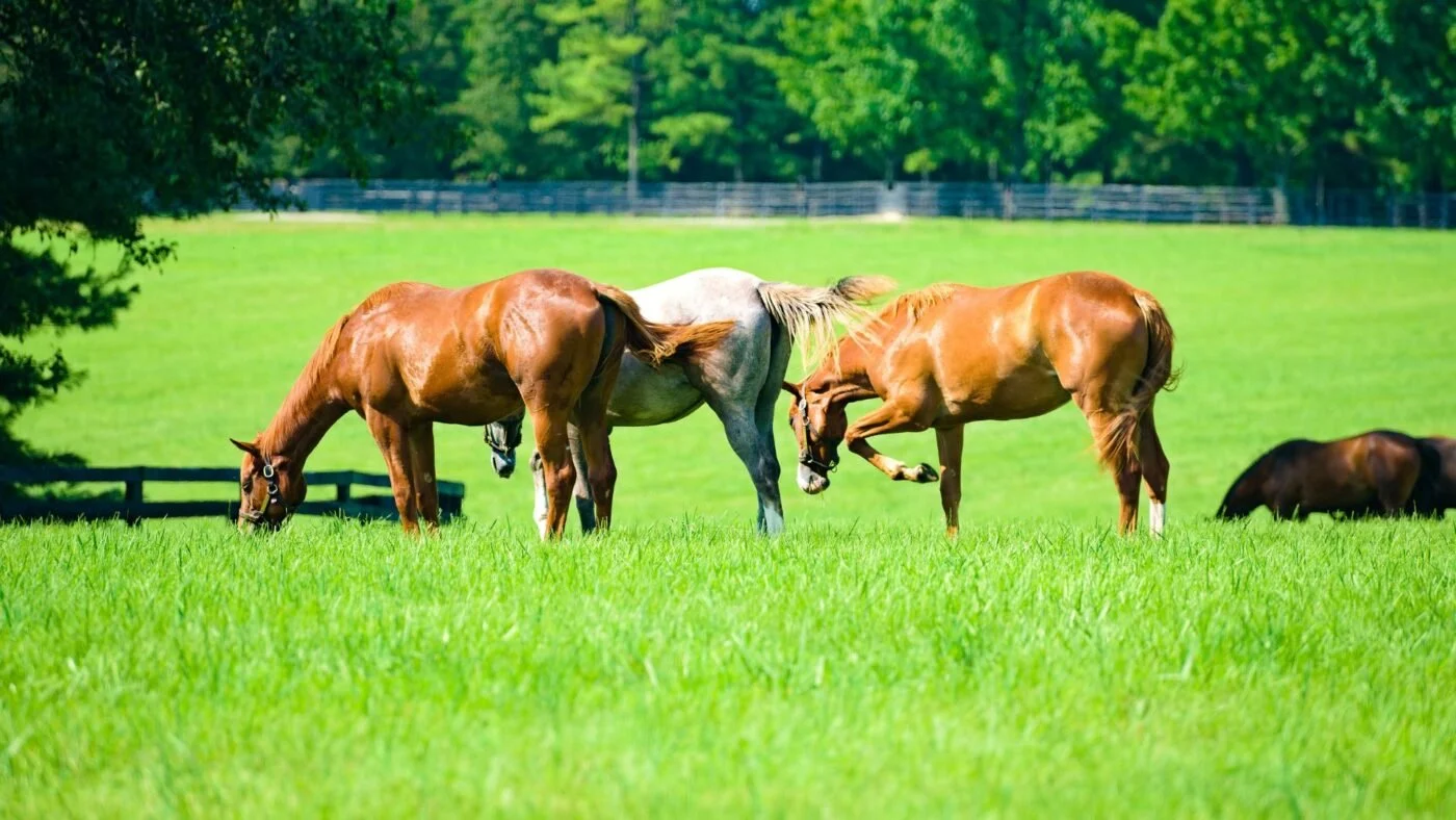 Horses grazing in a pasture,A group of horses galloping representing their deep cultural significance in the U.S.