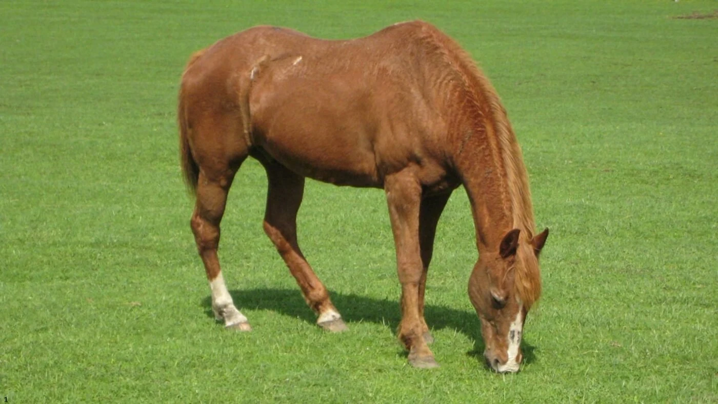Horse Travel Stress: Tips for a Safe and Calm Trailer Ride Horse grazing in a quiet pasture after a long journey.