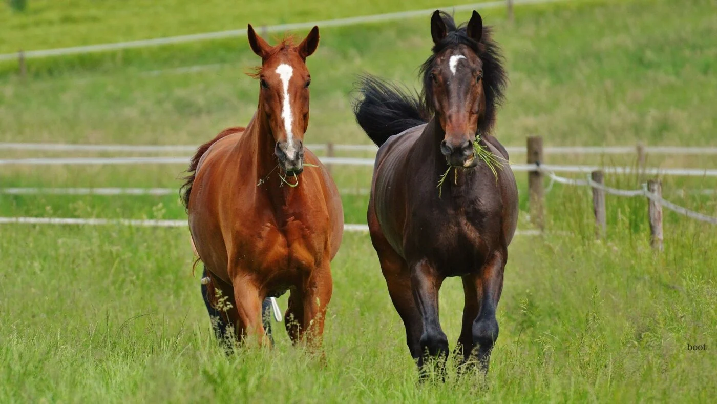 Two healthy horses standing calmly in pasture during safe turnout hours