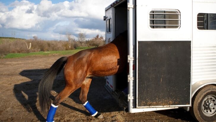 Horse loading into a trailer for a long trip.