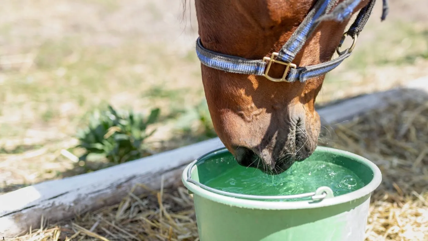 Horse Travel Stress: Tips for a Safe and Calm Trailer Ride Horse drinking water from a bucket after a long trip.