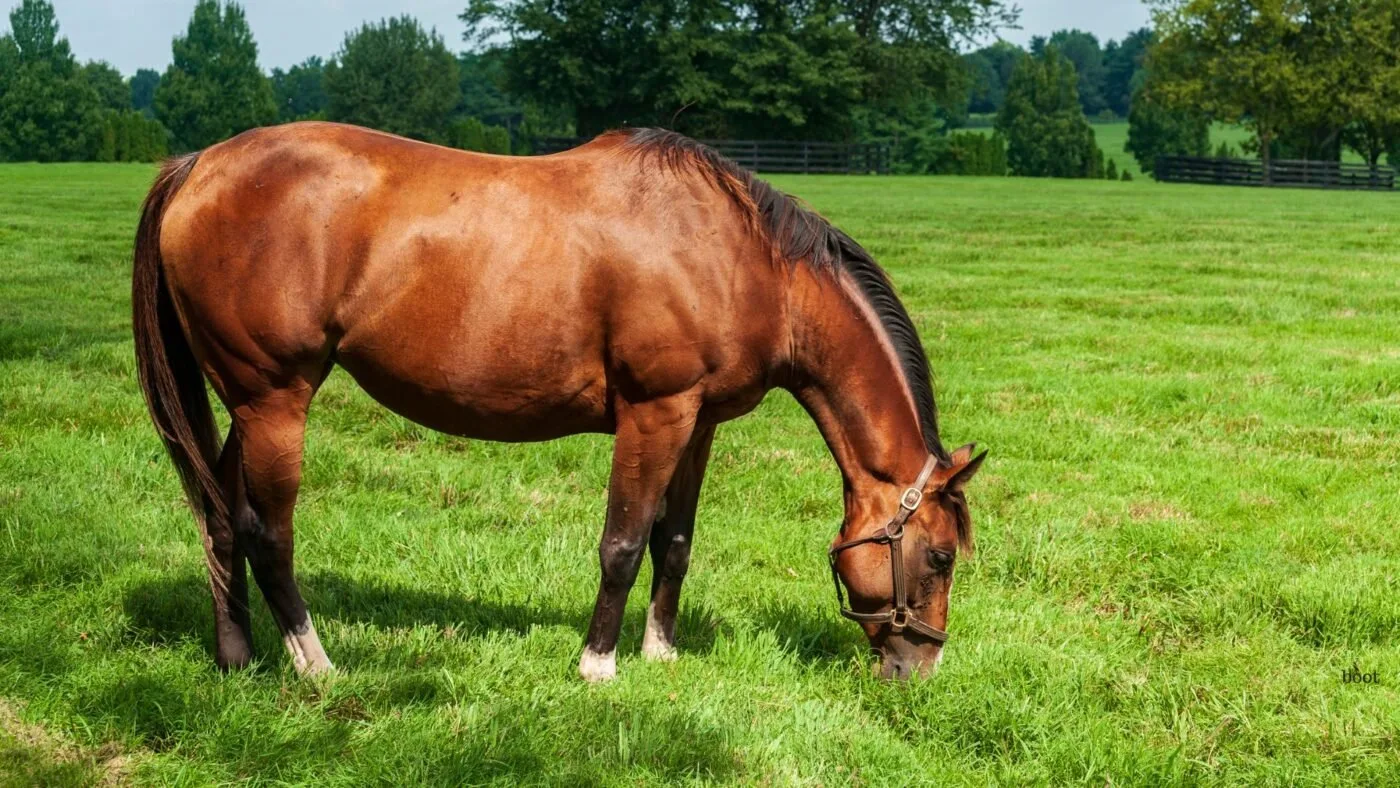 The Horse Birthday Rule: Why It's Always January 1 Pregnant Thoroughbred brood mare grazing in a pasture.
