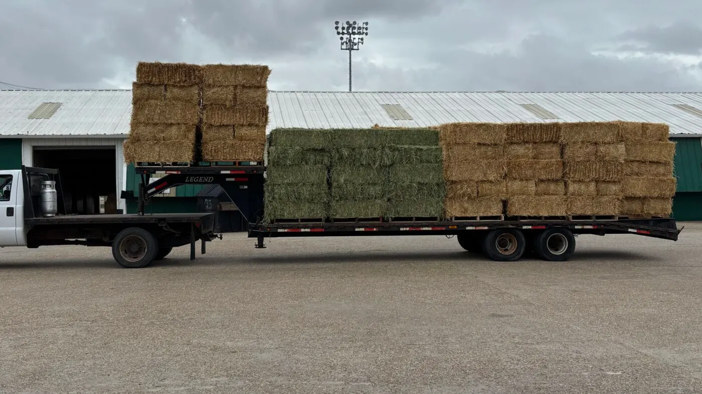 How Much Does It Cost to Raise a Horse: From Foal to Full Grown Trailer load of alfalfa hay, timothy hay, and orchard grass for horses at New Orleans Fair Grounds race course.
