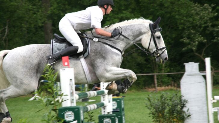 Irish Sport Horse jumping over a cross-country fence during eventing.
