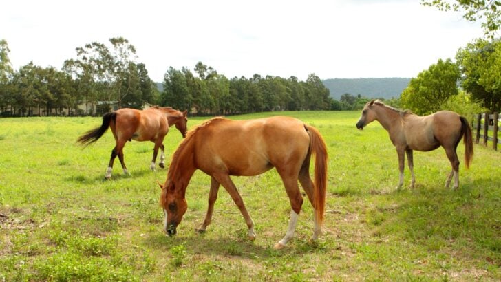 Appendix Quarter Horses grazing in a field.