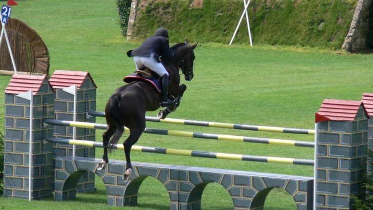 Dutch Warmblood horse jumping over a showjumping fence.