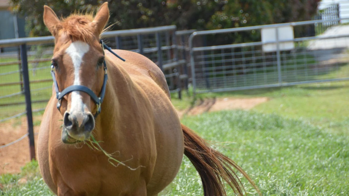 Photo of a horse showing signs of colic with a distended abdomen.