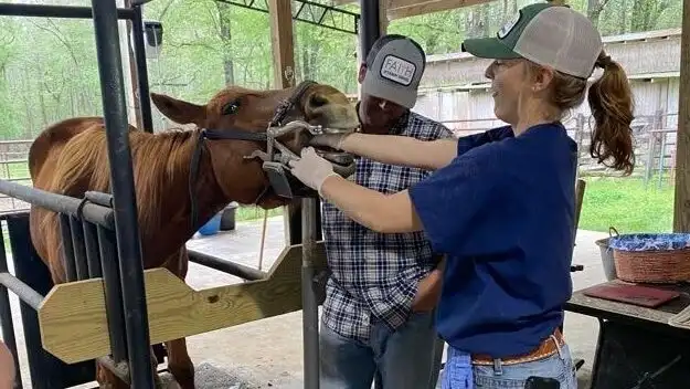 Equine dentist floating a horse's teeth for pain prevention and comfort.