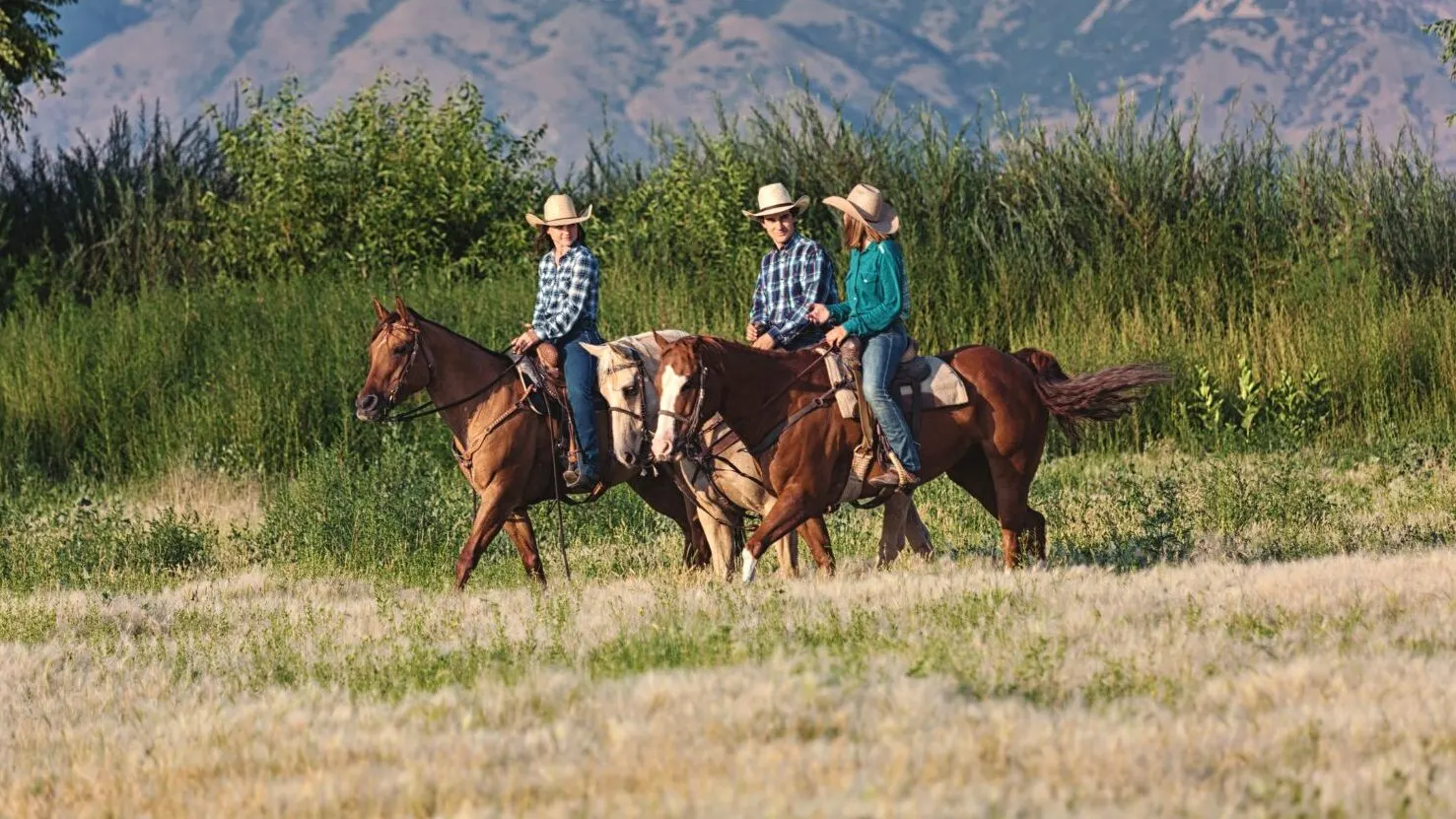Quarter Horse with rider on a open trail.