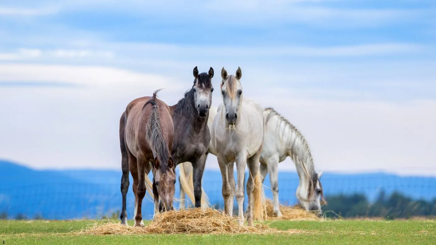 Horses eating fresh hay in a pasture.  