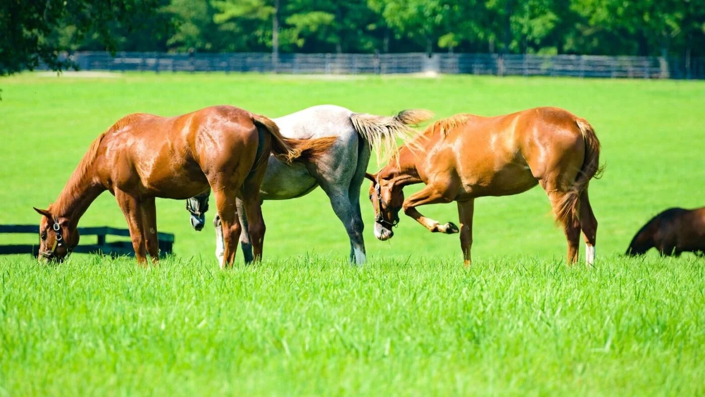 Horses grazing in a lush, well-maintained pasture.