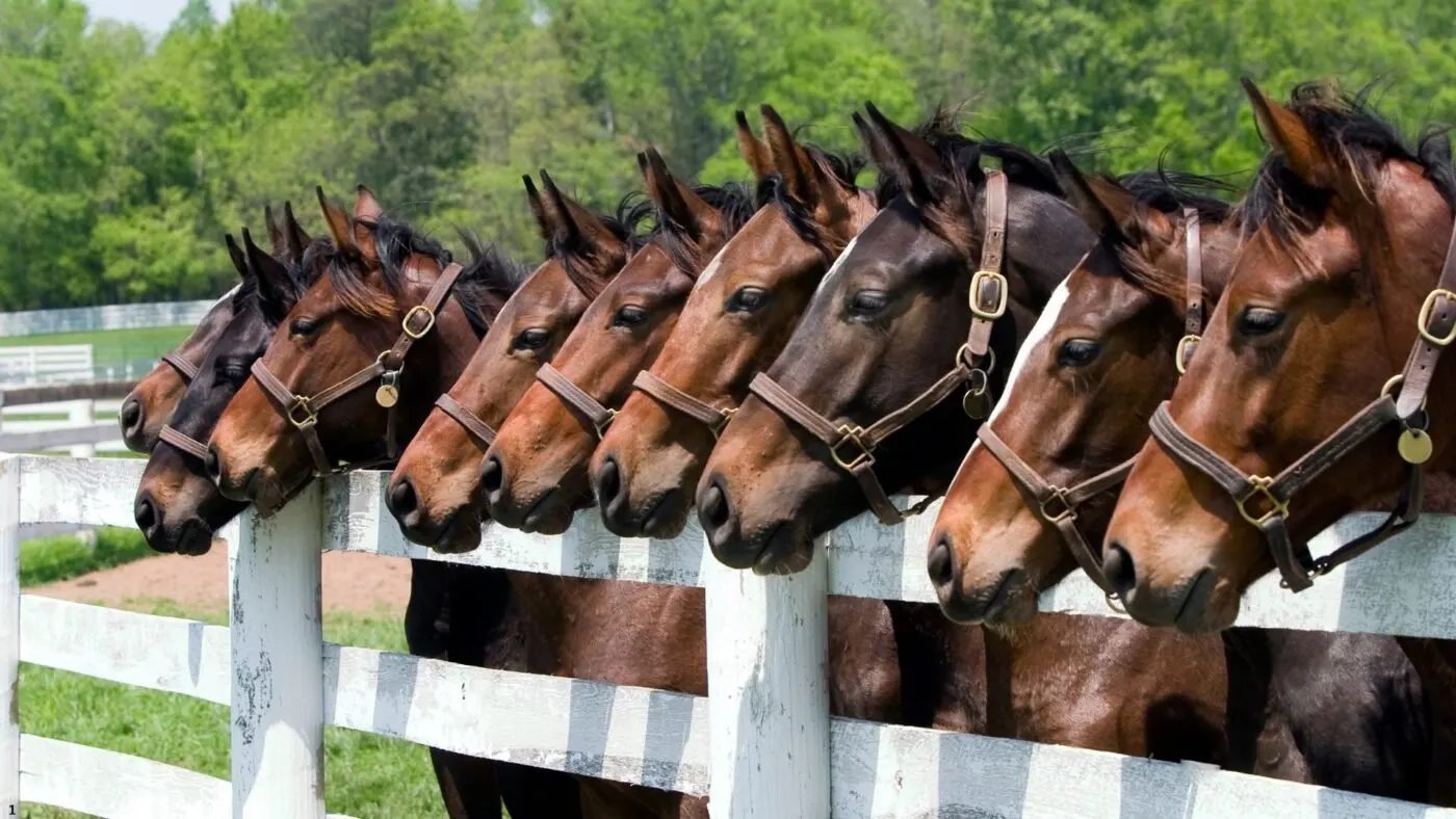 Choosing the right horse breed: group of horses looking over a board fence.