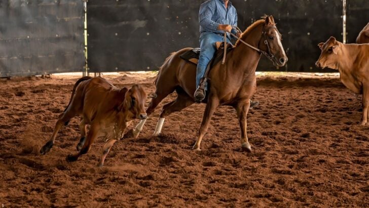 Quarter horse displaying its athleticism during a cutting competition.