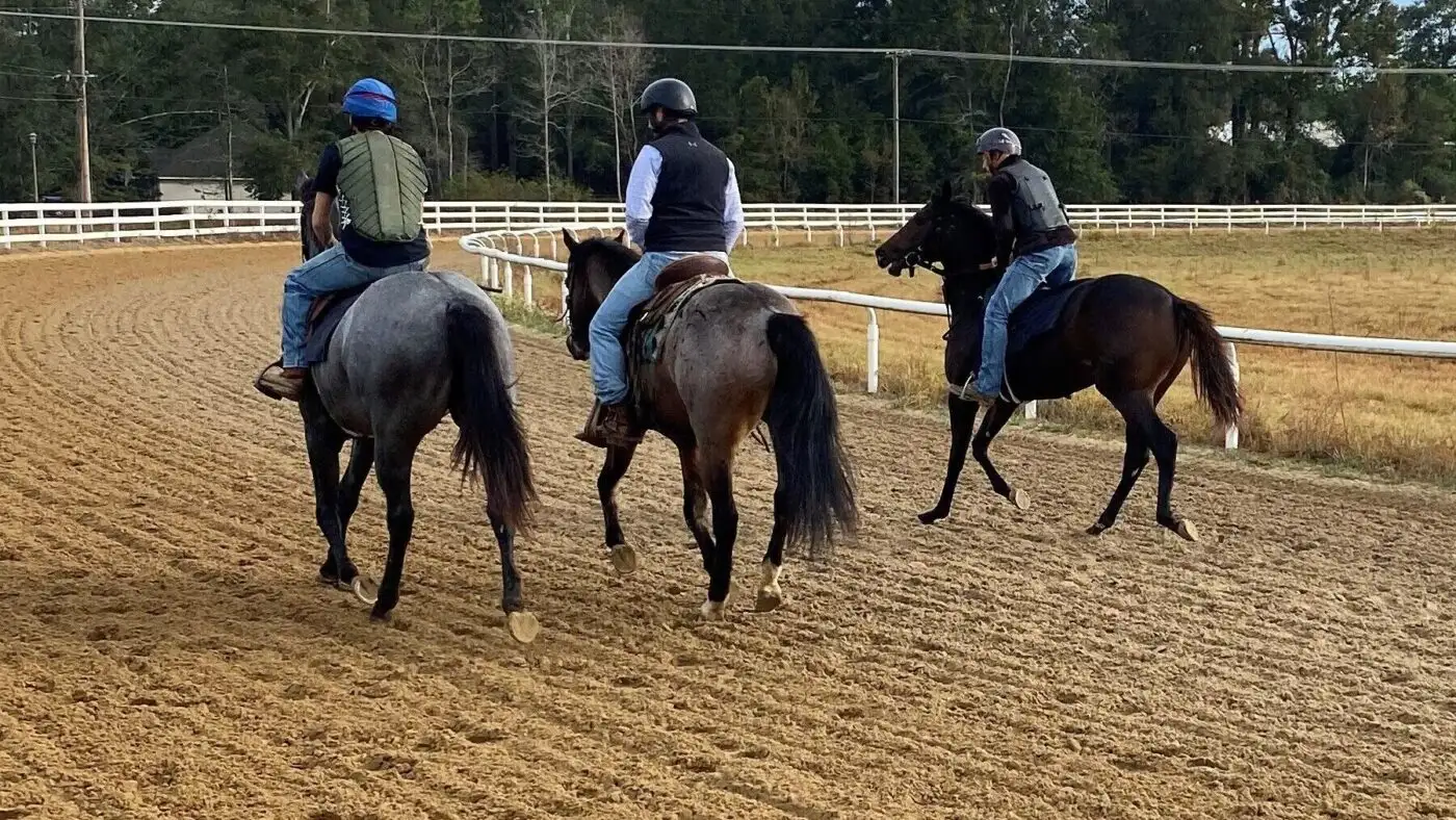 Comparing communication styles of different horse breeds.