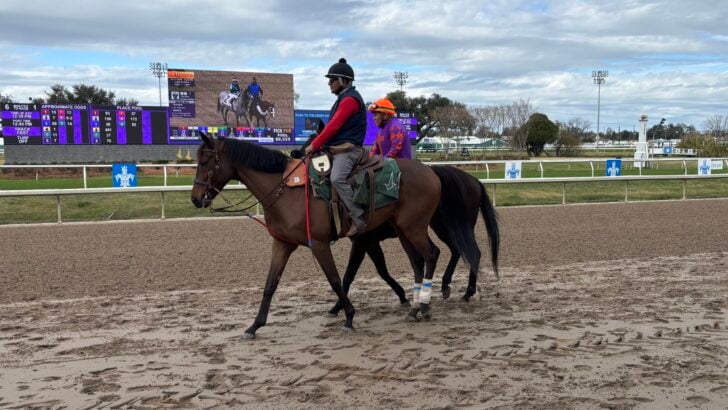 Why Racehorses Get Pony Escorts — and What Those Horses Actually Do