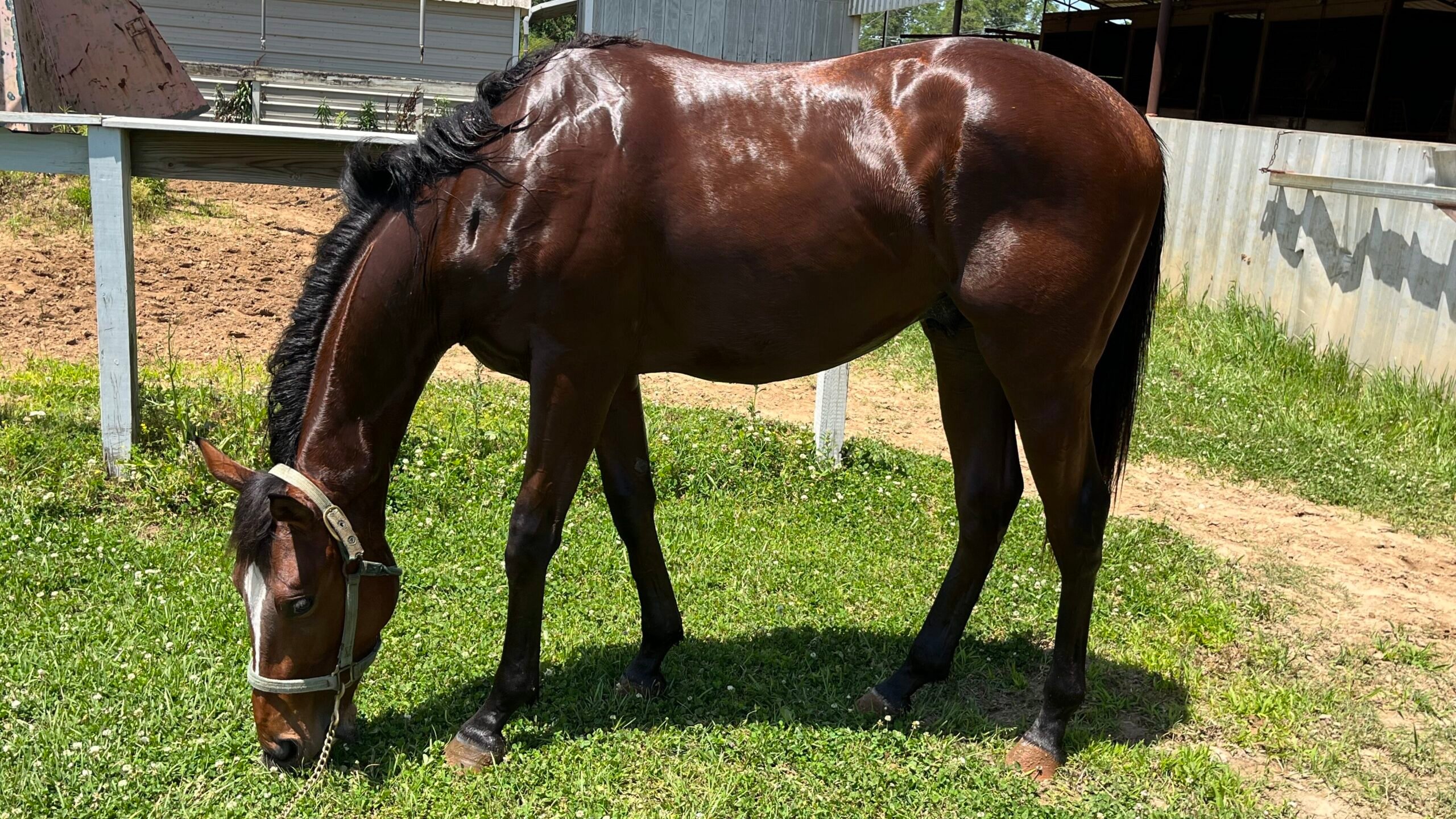 Why Horses Stop Eating: Common Causes & What to Do Miles Henry’s bay filly eating hay in a stable after recovering from appetite loss.