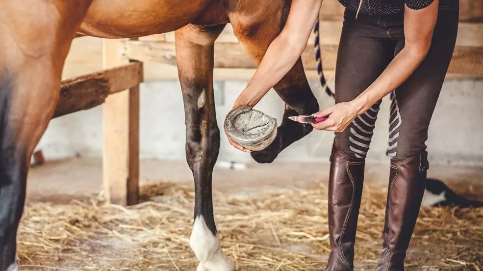 A horse owner cleaning her horses feet with a pick.