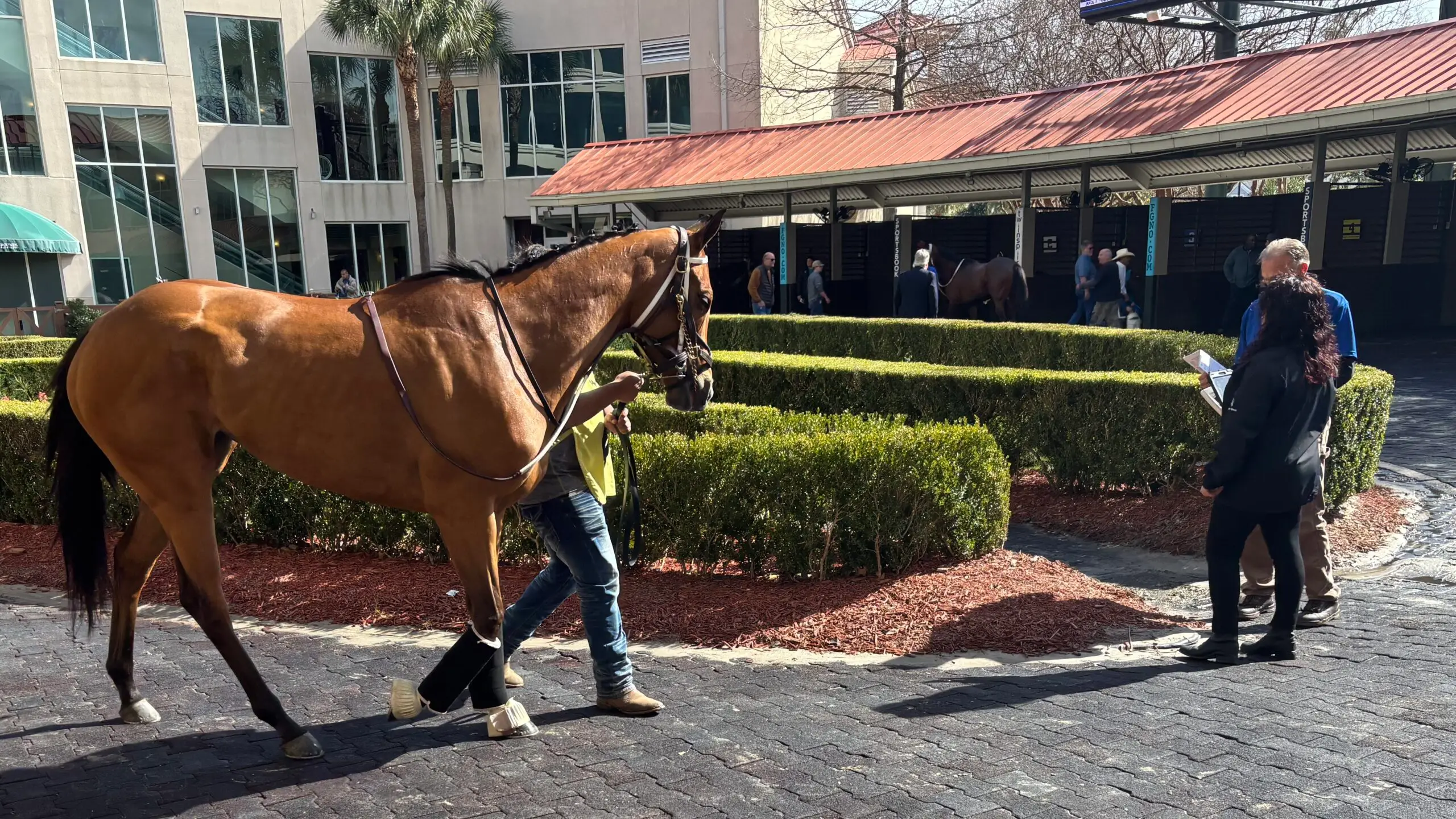 Racehorse walking toward racing officials for pre-race equipment inspection.