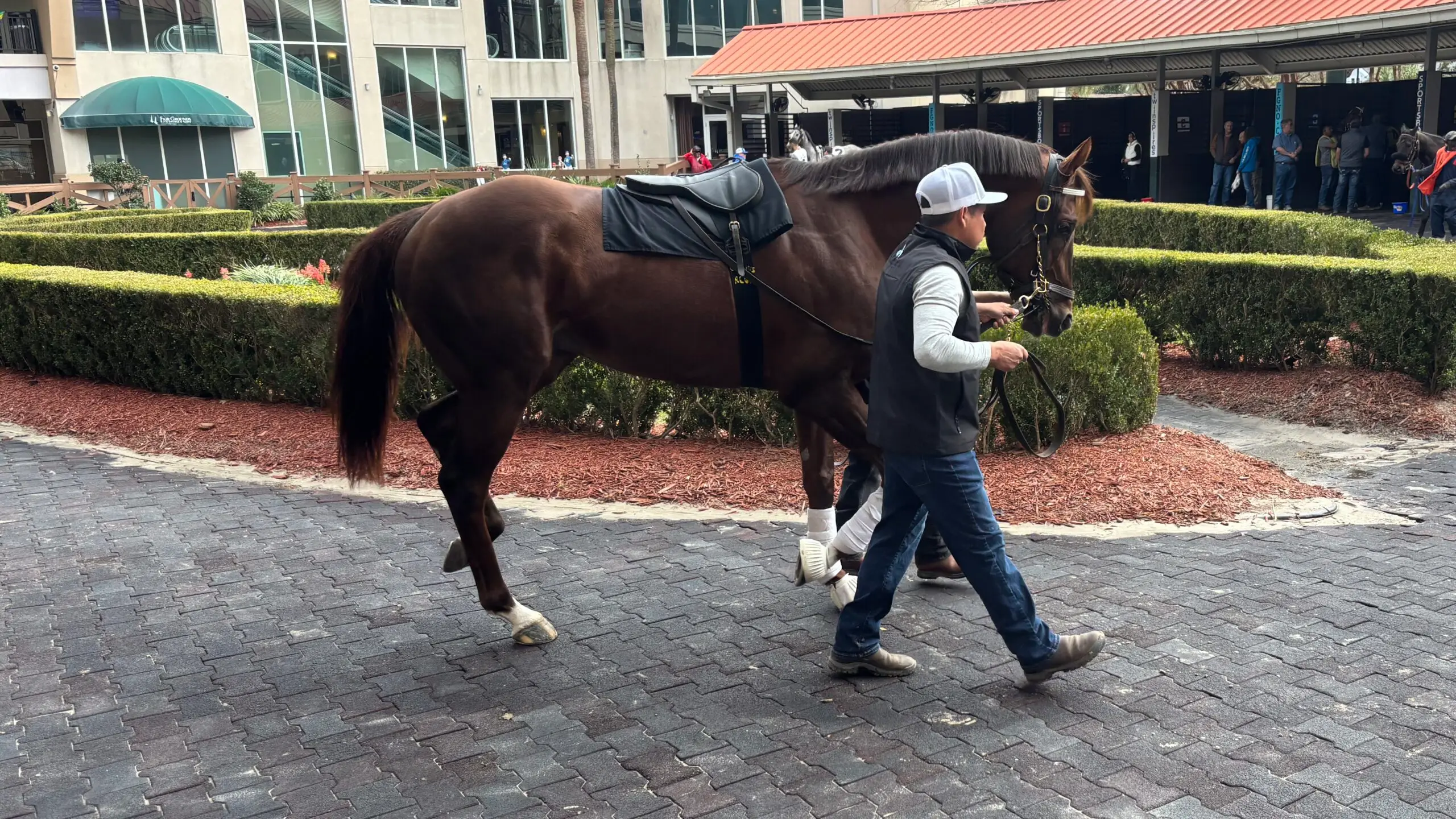 Racehorse being led before a race wearing a saddle. 