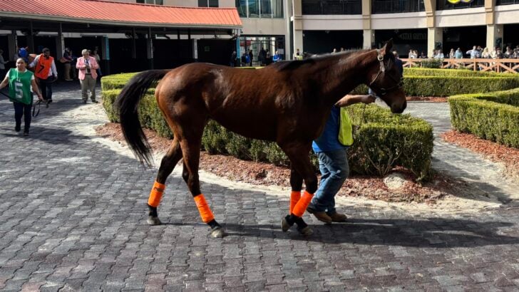 Three-year-old Thoroughbred wearing leg wraps while walking in the paddock before her first race.