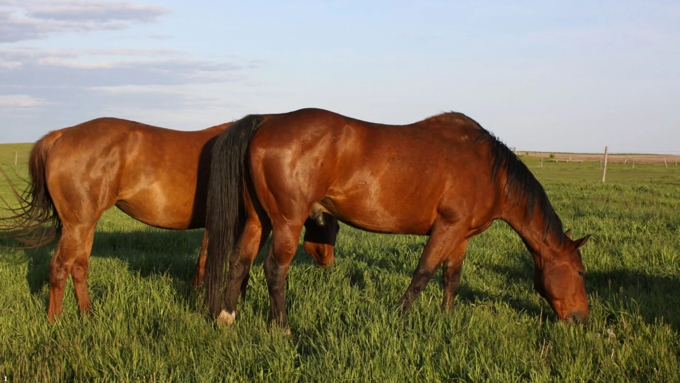Horses grazing on a lush, green pasture