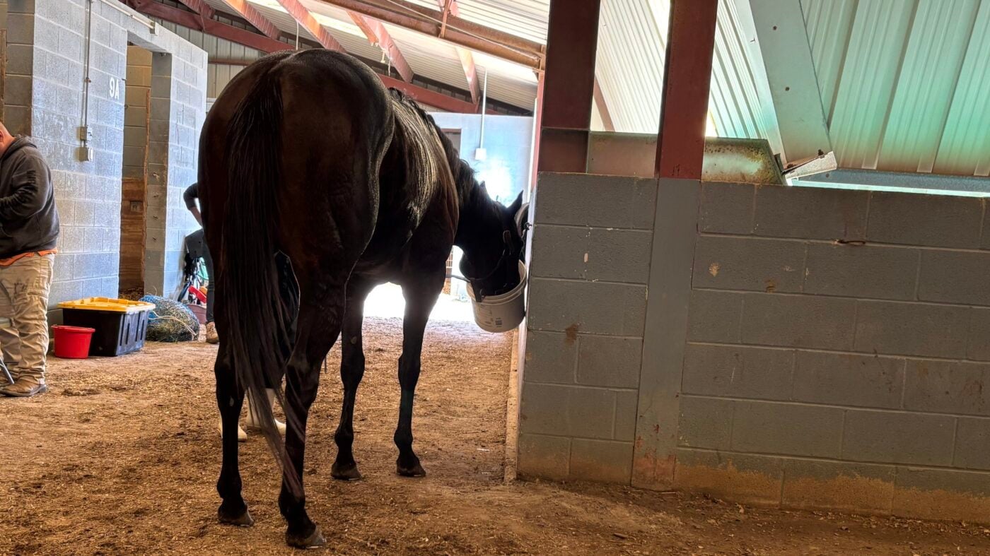 Horse drinking from a clean water bucket.