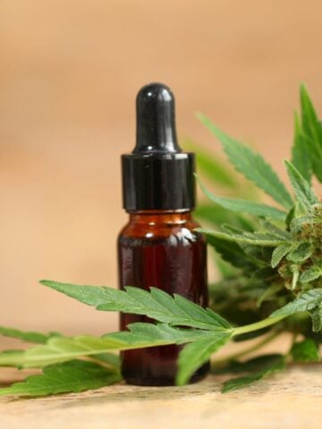 Hemp plant used to produce CBD oil for horses.