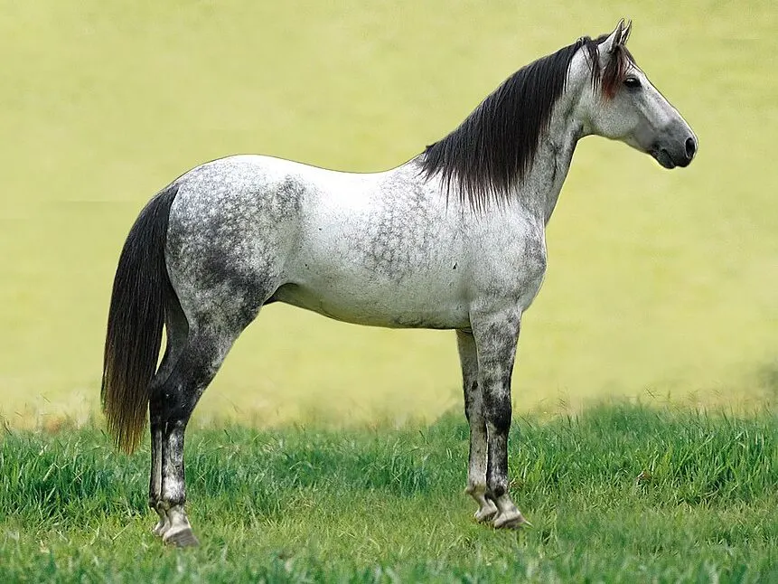 Close-up of dapple gray horse coat showing distinct circular dapples.