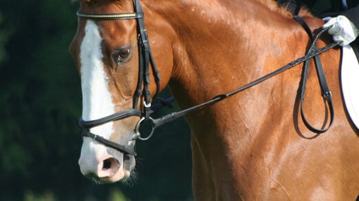 Close-up of a flash noseband on a dressage horse, the type most often checked for tightness at competitions