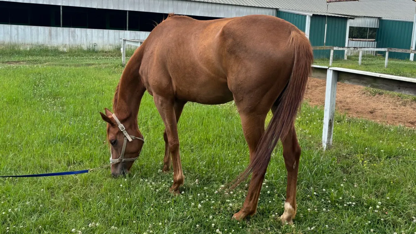 The author's filly Aunt Addie three months after starting on probiotics. 